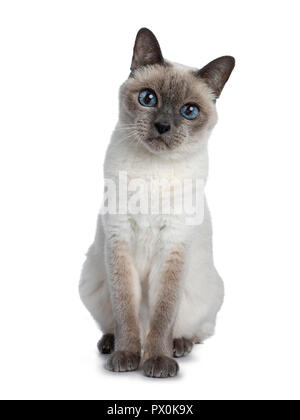 Senior blue point Thai Katze sitzt vorne, suchen gerade in die Kamera mit Blau weisen Augen. Auf weissem Hintergrund. Stockfoto