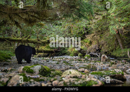 Schwarzer Bär und Kermode Geistes tragen Stockfoto