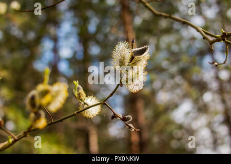 Blühende palmkätzchen Pappel und Weide in der Nähe auf einem Natur Wald Hintergrund. Erste Knospe auf dem Zweig im Frühjahr, erste Blatt. willow Knospen im Frühjahr Wald. Feder Ast Knospen Stockfoto