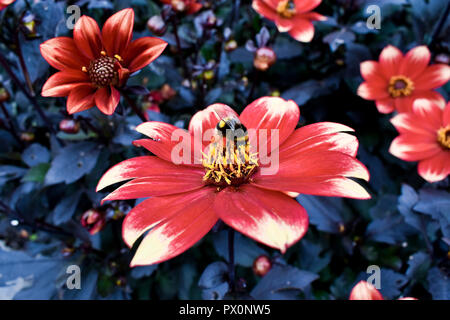 Bunt Dahlie Blüte mit Hummel Stockfoto