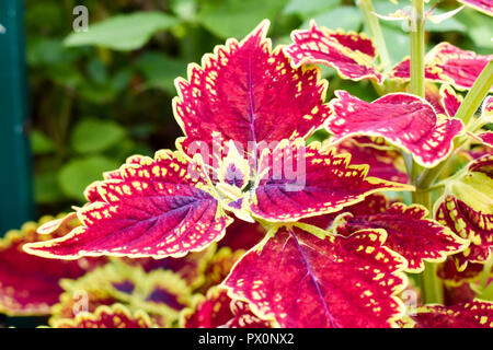 Red Coleus pflanzen Nahaufnahme auf ein Blumenbeet Stockfoto