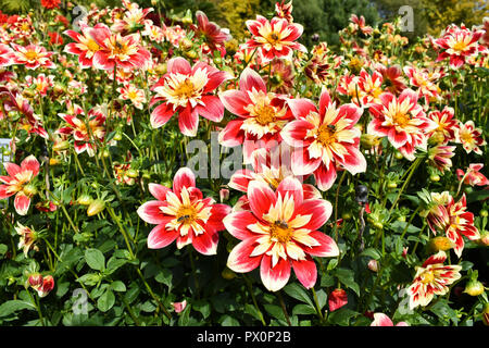 Farbenfrohe Dahlien Blume mit Biene Stockfoto