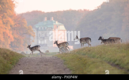 Damwild, Dama Dama, Weibchen und Kitze Überqueren der Piste in Dyrehave, Dänemark. Die Einsiedelei Palace unscharf im Hintergrund. Stockfoto