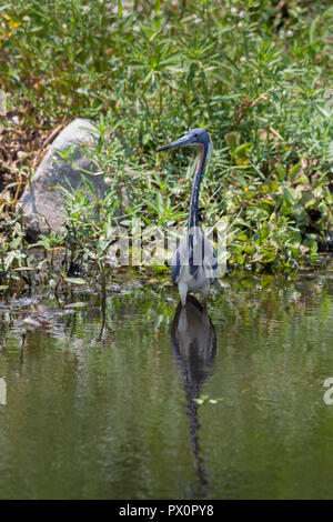 Eine dreifarbige Heron auf der Suche nach Nahrung in einem Bayou. Bayou Sauvage National Wildlife Refuge, Louisiana Stockfoto