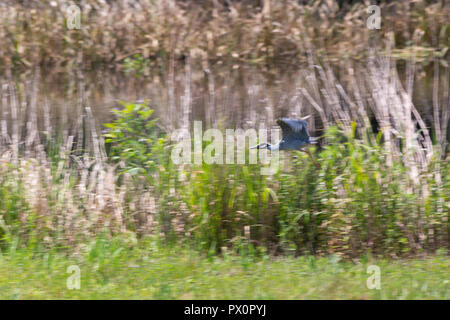 Eine gelbe gekrönte Night Heron im Flug entlang einer Grasbewachsenen bayou Ufer. Bayou Sauvage National Wildlife Refuge, Louisiana Stockfoto