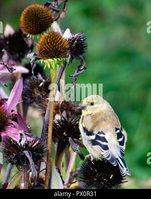 Eine amerikanische Stieglitz, Spinus tristis, Fütterung auf gelben Kegel Blumen in einem Garten in Spekulant, NY, USA Stockfoto