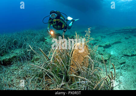 Scuba Diver entdecken Sie edle Pen Schalen (Pinna nobilis) auf Algen, Port Cros, Hyeres, Südfrankreich, Frankreich Stockfoto