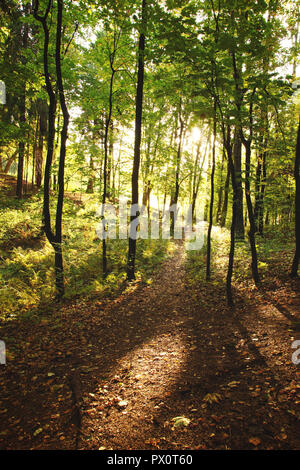 Anfang Herbst im Wald, die Strahlen der Sonne durch die Kronen der Bäume Pass Stockfoto