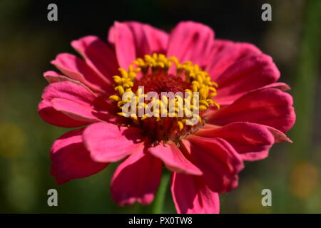 Rosa, Rot und Orange Blume Nahaufnahme. Flowerhead und Details, die Blütenblätter und die staubgefäße. Sun ligh in einem öffentlichen Park. Stockfoto