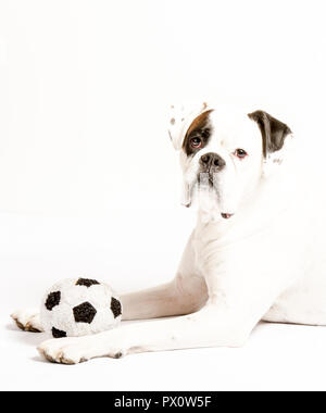 Boxer Hund mit Fußballspielzeug in Studio weiß Hintergrund Stockfoto