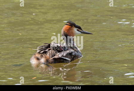 Haubentaucher (Podiceps cristatus) mit Küken auf dem Rücken Themse Buckinghamshire UK Stockfoto