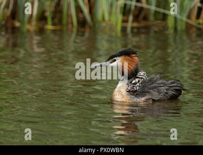 Haubentaucher (Podiceps cristatus) mit Küken auf dem Rücken Themse Buckinghamshire UK Stockfoto