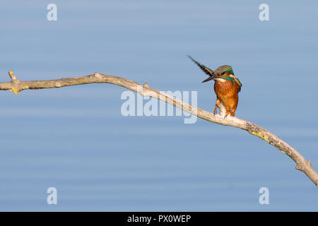 Detaillierte komische Schuß des gemeinsamen Eisvogel (Alcedo atthis) auf Ast sitzend, nach vorn, Kopf unten und schauen, salutierte mit einem Flügel in der Luft! Stockfoto