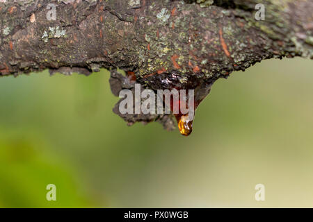 Baum natürliches Harz Nahaufnahme Makro Stockfoto