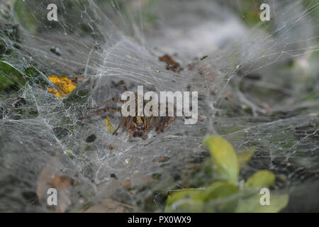 Gras Trichter - Weber in ihrem Spinnennetz Stockfoto