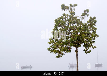 Schöne nebligen Morgen in den Fluss Douro in Portugal mit drei kleinen Boote und Grüner Baum Stockfoto