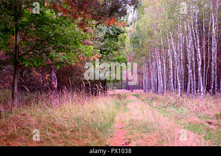 Ein Feldweg in den Wald gepflanzt mit einer Reihe von Birken und Eichen. Unten sind schön groß Grashalme. Die Schönheit der weißen Äste von Birken Stockfoto