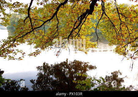 Eine schöne, Herbst, wo das wichtigste Element ist die Zweige, Eiche Blätter und ihre Reflexion in der See Wasser Spiegel in der Landschaft par Stockfoto