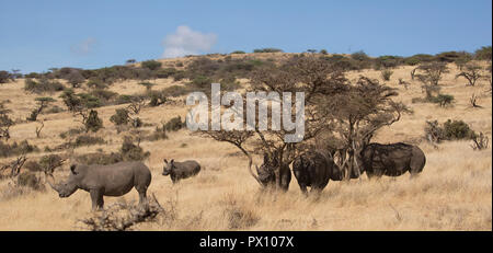 Herde von fünf Südliches Breitmaulnashorn oder südlichen Nashörner Rhinocerotidae)) Lewa Conservancy Kenia Stockfoto