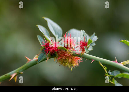 Wasp Gall (Diplolepis rosae) auf einem Hund Rose (Rosa Canina) Stockfoto