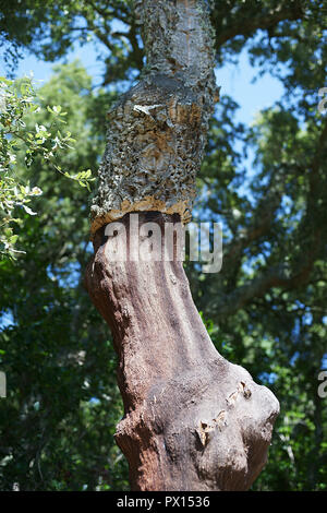 Korkeiche - Quercus suber Baum, in der Nähe von Aggius, Sardinien, Italien Stockfoto