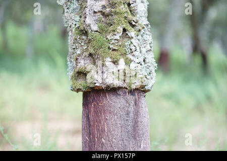 Korkeiche - Quercus suber Baum, in der Nähe von Aggius, Sardinien, Italien Stockfoto