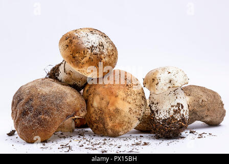 Bündel frische rohe Pilze mit Wurzeln auf einem weißen Hintergrund, in der Nähe Stockfoto