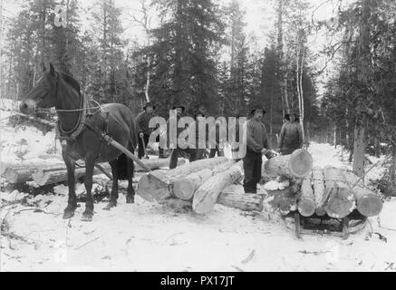 Holzfäller arbeiten Jahr 1908. Ein Team von holzfäller ist der Weg für die Titel der kommenden Bahn durch den Norden von Schweden. Die Protokolle werden mit Pferd und Schlitten zu dem Sägewerk transportiert. Föllinge Jämtland Schweden 1908. Stockfoto