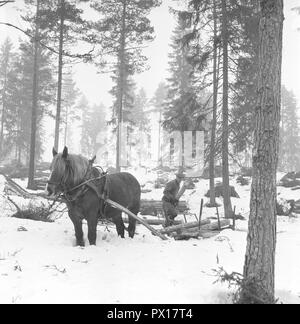 Arbeiten im Wald in den 1950er Jahren. Ein Mann arbeitet in seinem Wald und schneidet die Bäume auf einem Schlitten zum Transport mit seinem Pferd zu seinem Haus oder das Sägewerk. Schweden März 1959 Stockfoto