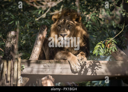 Ein Löwe liegt im Schatten Stockfoto