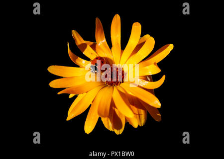 Marienkäfer auf Gelb Daisy Stockfoto