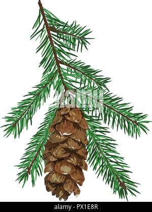 Fir Tree Branch mit Konus auf weißem Hintergrund. Stock Vektor