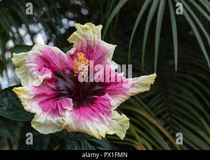 Der schöne, weiße, Magenta und deep purple Hibiscus Blume Blüte in voller Blüte in Hawaii Paradies, Blumengarten Hintergrund, Reisen und Va Stockfoto