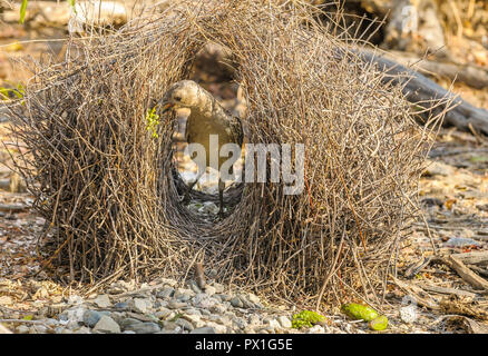 Große Bower Vogel, eifrig und anspruchsvoll Reparaturen seine Bower und bereitet Geschenke in und um seine Werbung in Bereitschaft für weibliche Ankünfte. Stockfoto