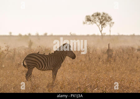 Ebenen zebra im Krüger Nationalpark, Südafrika; Specie Equus quagga burchellii Familie von Equiden Stockfoto