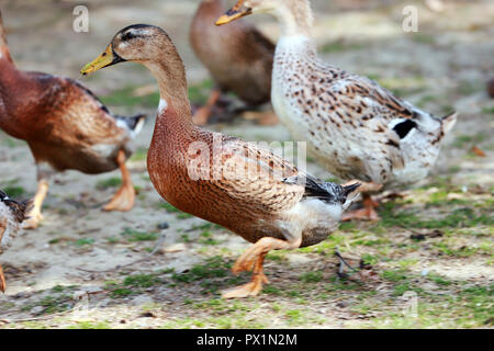 Gänse und Enten leben friedlich in der geflügelfarm ländliche Szene Stockfoto