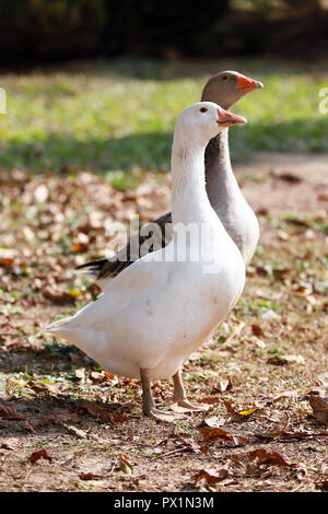 Gänse und Enten leben friedlich in der geflügelfarm ländliche Szene Stockfoto