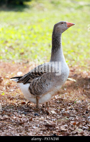 Gänse und Enten leben friedlich in der geflügelfarm ländliche Szene Stockfoto