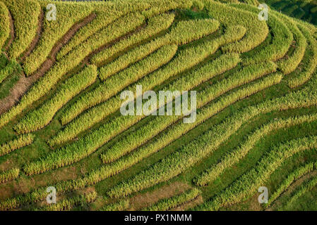 terrassierte Reisfelder von Wengjia Longji Longsheng Hunan China Stockfoto