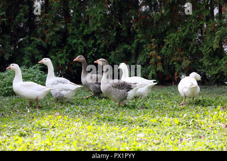 Gänse und Enten leben friedlich in der geflügelfarm ländliche Szene Stockfoto