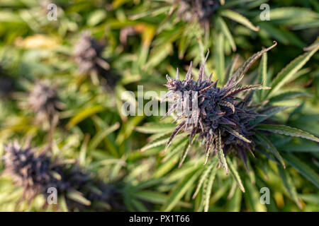 Eine Reihe von violetten Blüten wächst im Herbst Sonne kurz vor der Ernte. Stockfoto