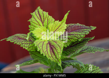 Malte Nessel, Palettblad (Solenostemon scutellarioides) Stockfoto