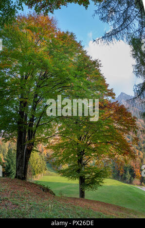 beautiful forest in the fall Stockfoto