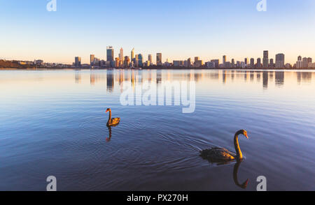 Schwarze Schwäne (Cygnus atratus) auf dem Swan River bei Sonnenaufgang. Perth, Western Australia Stockfoto