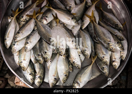 Close up Gruppe von Fisch Anordnung auf Tablett im Fischmarkt in Bangkok, Thailand Stockfoto