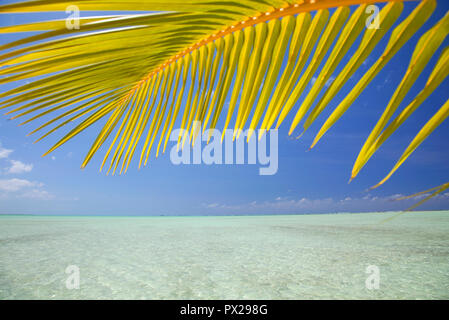 Eine Palme Wedel über tropische Insel Szene hängen in den Bahamas Stockfoto