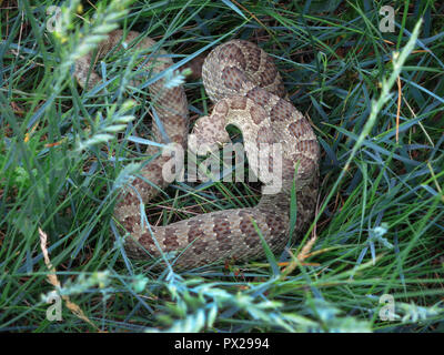 Prairie Klapperschlange im Gras neben dem North Platte River in Alcova, Wyoming, USA. Stockfoto