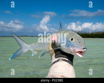 Fliegenfischen auf bonefish auf flachen Salzwasser Wohnungen in den Bahamas. Stockfoto