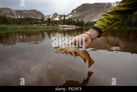 Angeln von Forellen mit Fly Rod und Reel Fliegen Stockfoto