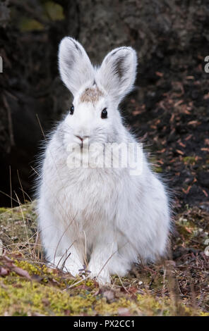 Schneeschuhwandern (variiert) Hase; Winter; Denali National Park, Alaska Stockfoto